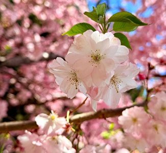 Фестиваль созерцания «Ханами», 11-30 апреля