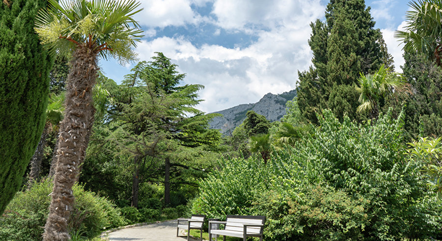 Топ старинных парков Крыма в санаториях и отелях: где живёт гармония природы и архитектуры