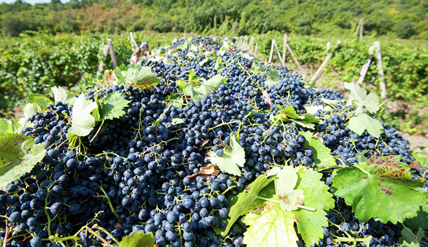 Сбор винограда на предприятии «Массандра»