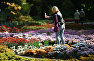 Женщина фотографирует хризантемы